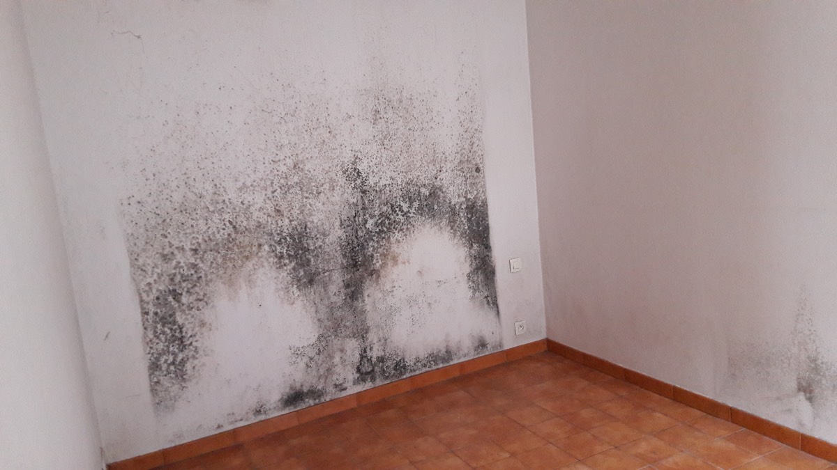 Moisissures - Expertise humidité à Angoulême